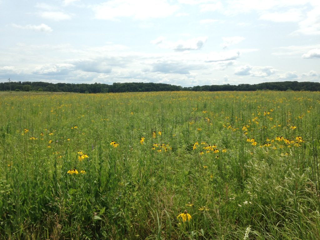 prairie field